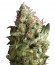 Pipi fem (Pyramid Seeds) семена конопли