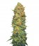 Pure Power Plant reg (Nirvana Seeds) семена конопли