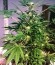 Critical Chronic fem (Sumo Seeds) семена конопли