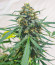 Kali Banner fem (AlphaFem Seeds) семена конопли