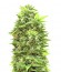 Shot Adrenaline Auto fem (Samsara Seeds) семена конопли