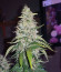 Acapulco Gold fem (Barney's Farm) семена конопли