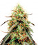 Auto Power Plant (Dutch Passion) семена конопли