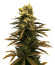 Glue Kripple fem (Dr. Krippling Seeds) семена конопли