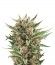 Sweet Skunk Automatic fem (Royal Queen Seeds) семена конопли