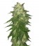 Super Hash fem (Pyramid Seeds) семена конопли