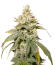 Gummy Skunk Fast Version fem (Easy Grow Seeds) семена конопли