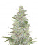 AK-01 (Anaconda Seeds) семена конопли