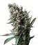 Auto Nefertiti fem (Pyramid Seeds) семена конопли