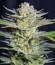 Killer Kush F1 Fast Version fem (Sweet Seeds) семена конопли