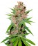 Passion Fruit fem семена конопли