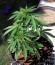 Purple Haze Auto fem (Original Sensible Seeds) семена конопли