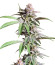 Dozy Breath fem (AlphaFem Seeds) семена конопли