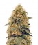 La Blanca Gold fem (Vision Seeds) семена конопли