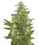 Critical + Autoflowering fem (Dinafem Seeds) семена конопли