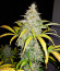Original Jack Herer Auto fem (FastBuds) семена конопли