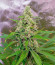 Papaya Zoap F1 Fast Version fem (Sweet Seeds) семена конопли