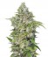 San Fernando Lemon Kush fem (Sweet Seeds) семена конопли