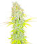 Candy Kush Fast Version fem (Easy Grow Seeds) семена конопли