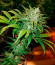 Glue Kripple fem (Dr. Krippling Seeds) семена конопли