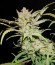 Pineapple Express Auto fem (FastBuds) семена конопли
