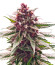 Still Bubba fem (AlphaFem Seeds) семена конопли