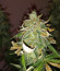 Auto Lennon fem (Pyramid Seeds) семена конопли