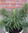 Black Jack F1 Fast Version fem (Sweet Seeds) семена конопли