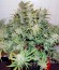 Pineapple Express Auto fem (FastBuds) семена конопли