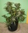 AK-49 fem (Vision Seeds) семена конопли