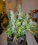 Critical Jack Autoflowering fem (Dinafem Seeds) семена конопли
