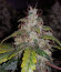 Auto White Widow fem (Pyramid Seeds) семена конопли
