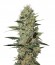 Купить семена марихуаны Exodus Cheese Auto шишки