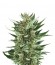 Royal Cheese Automatic fem (Russian Queen Seeds) семена конопли