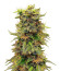 Семена конопли сорта Snow White Amsterdam