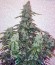 Auto Nefertiti fem (Pyramid Seeds) семена конопли
