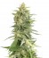 Cannatonic fem (Resin Seeds) семена конопли