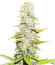 Gorilla Blue fem (Advanced Seeds) семена конопли