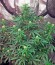 Original Amnesia Autoflowering fem (Dinafem Seeds) семена конопли