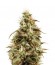 Royal Jack Automatic fem (Royal Queen Seeds) семена конопли