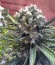 Sour Blueberry fem (Humboldt Seeds) семена конопли