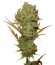 Super Silver Haze fem (Green House Seeds) семена конопли