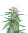 C4 auto fem семена конопли