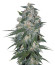 Indica Pure Origin Collection 8 (World of Seeds) микс семян конопли