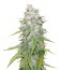 Mazar X Great White Shark fem (World of Seeds) семена конопли