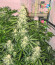 Royal Gorilla Automatic fem (Royal Queen Seeds) семена конопли
