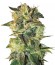 Sugar Mango Ryder Auto fem (World of Seeds) семена конопли