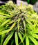 Also Know 47 Autoflower fem (Seedkeepers) семена конопли