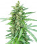 Auto Afghan Mass fem (00 Seeds) семена конопли