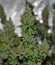 K-Train fem (Green House Seeds) семена конопли